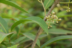 Syzygium salicifolium